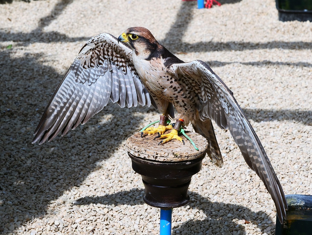 lanner falcon  falcon  bird free photo