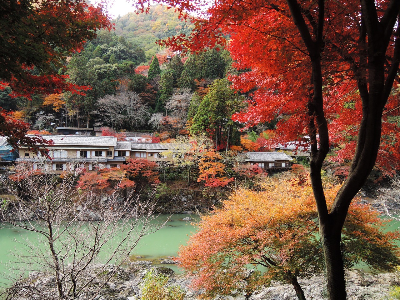 lanshan sagano maple leaf free photo