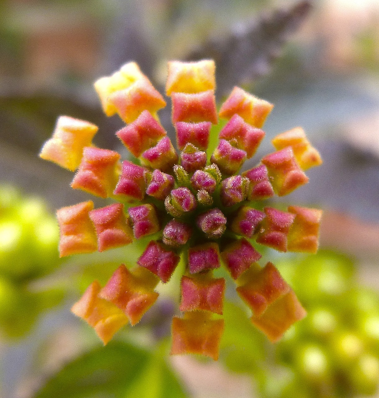 lantana flower explosion free photo