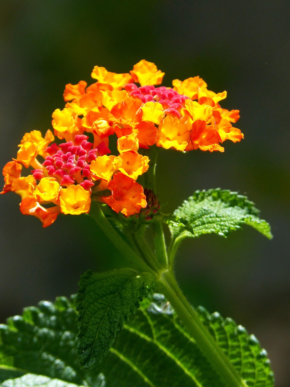 lantana flower beauty free photo