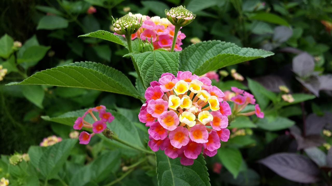 lantana flower morning free photo