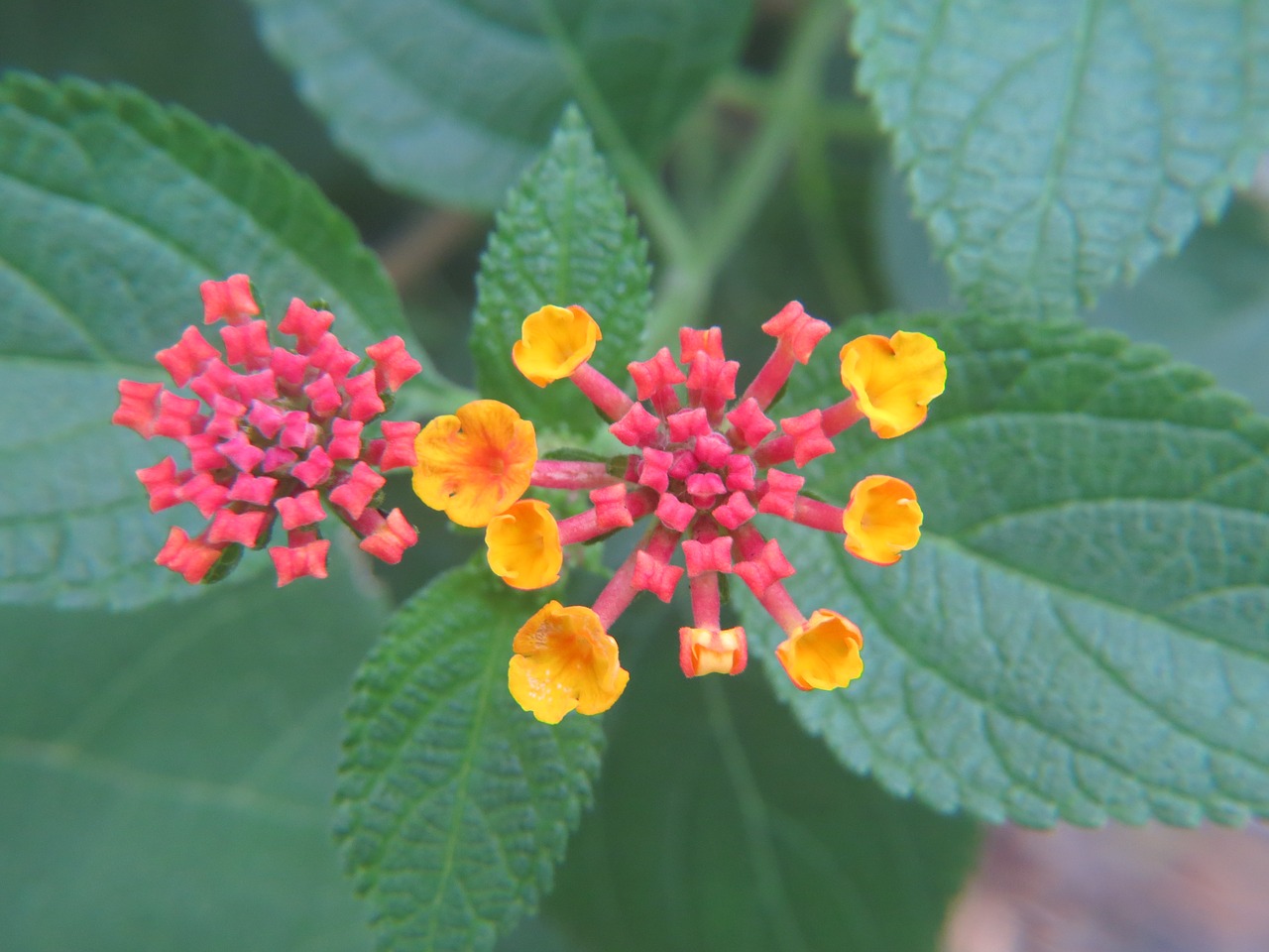 lantana red flower free photo