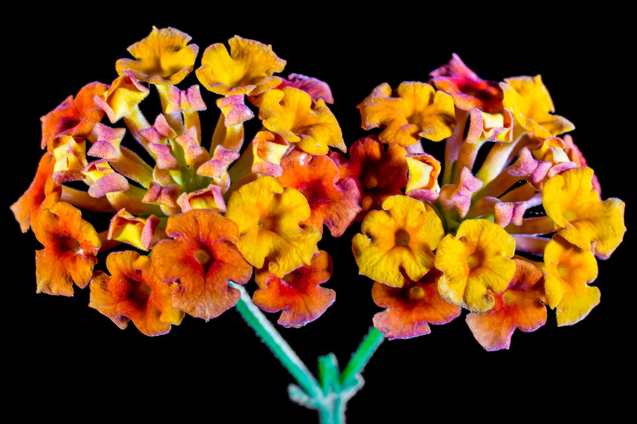 lantana lantana camara ornamental plant free photo