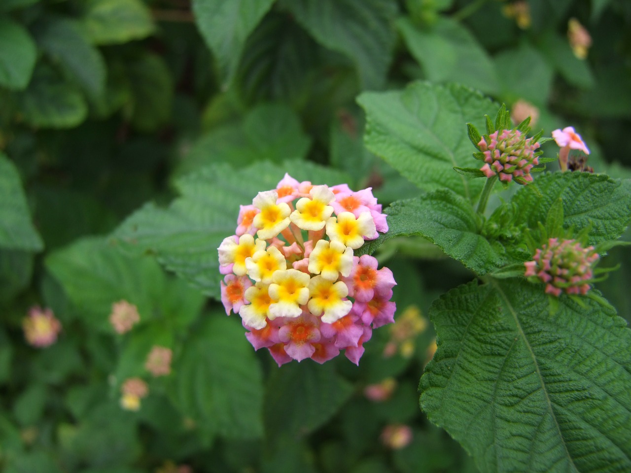 lantana flower lantana camara free photo