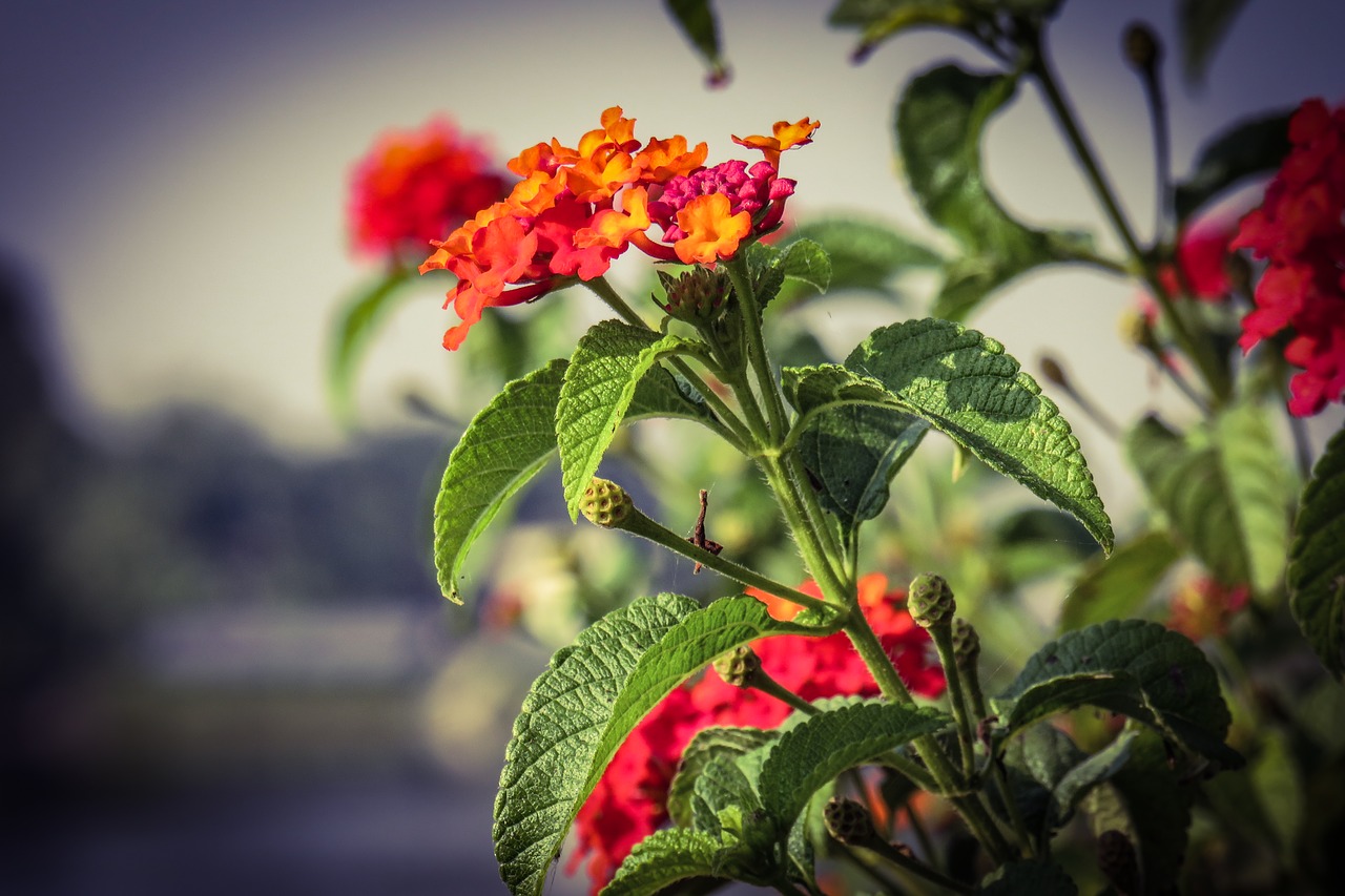 lantana  red  flowers free photo