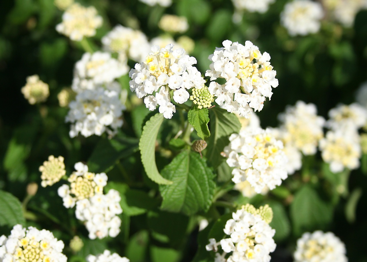 lantana ornamental plant white free photo