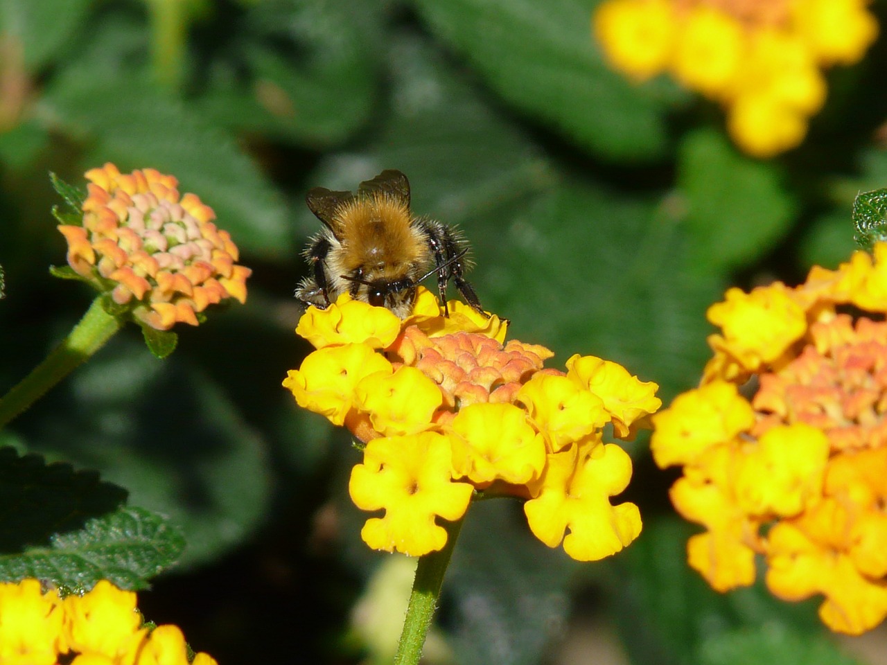 lantana hummel pollination free photo