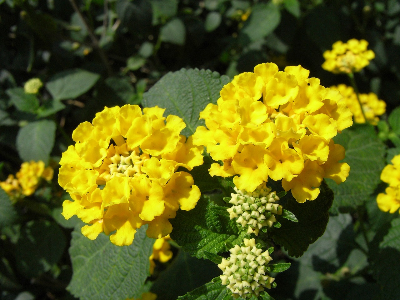 lantana camara yellow flowers free photo