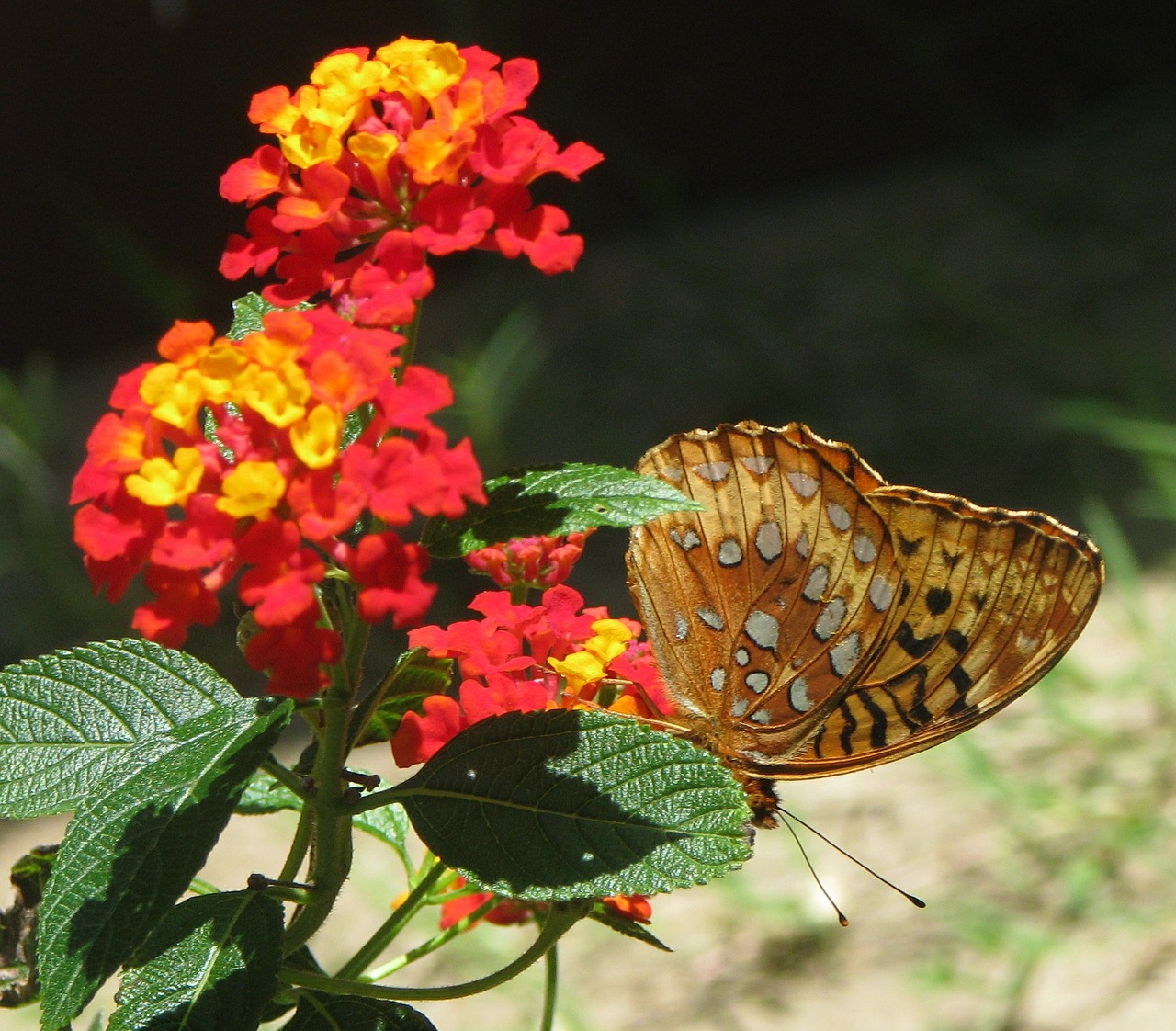 lantana camara flower butterfly free photo