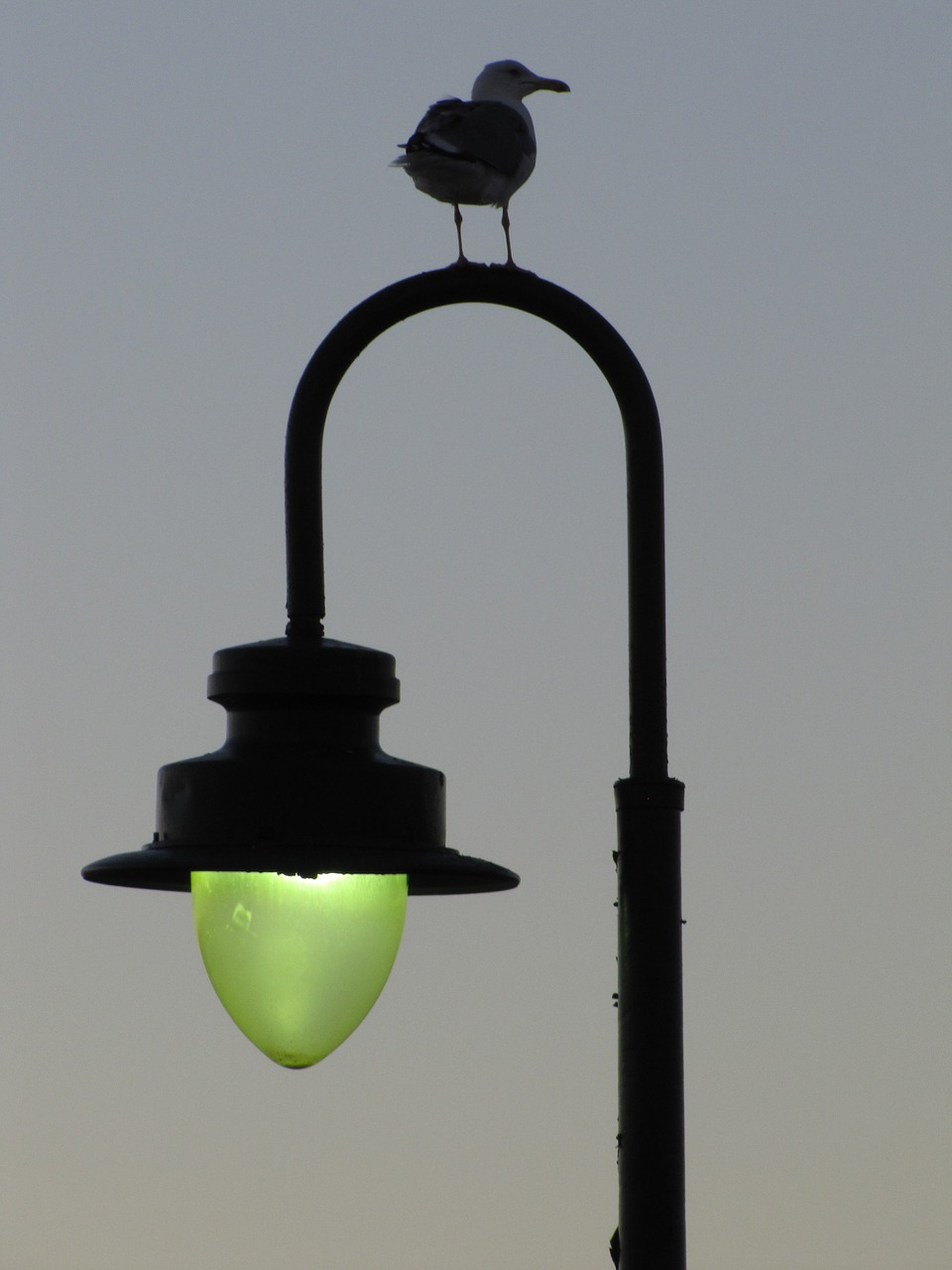 lantern bird sky free photo