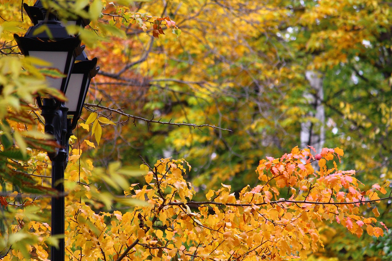 lantern autumn park free photo