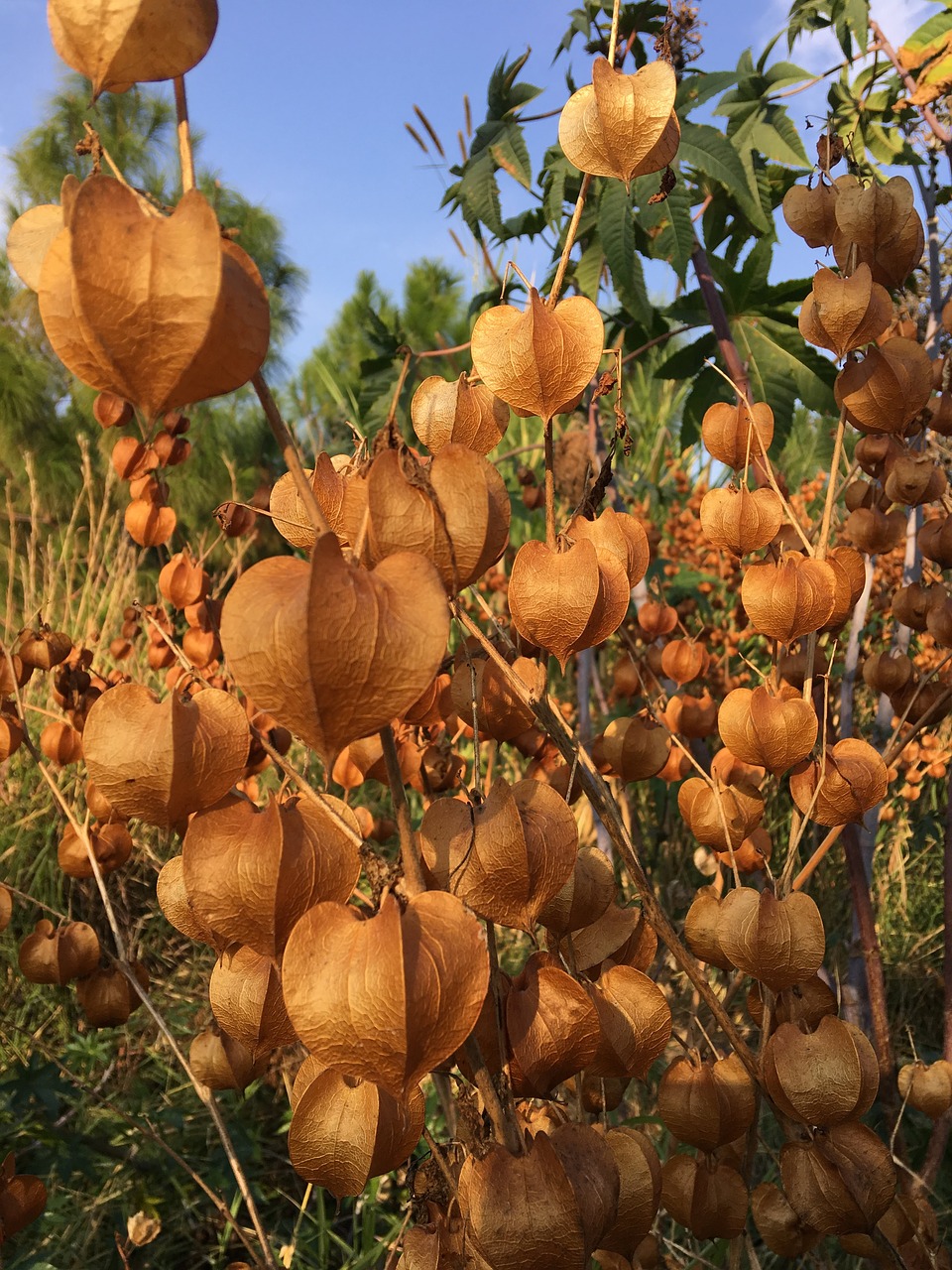 lantern  plant  petals free photo