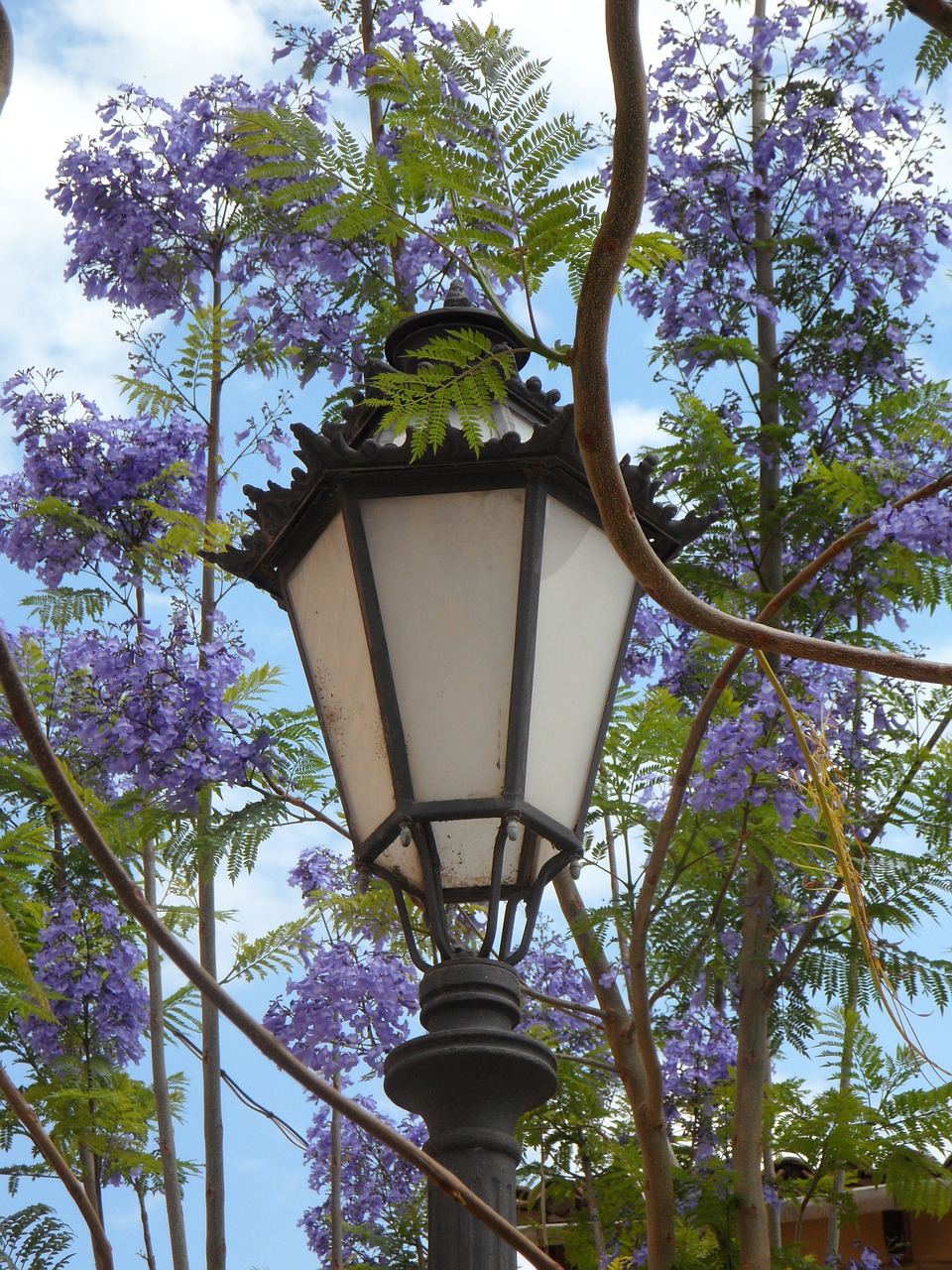 lantern jacaranda mediterranean free photo