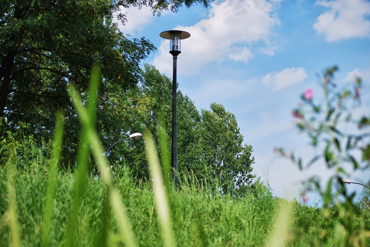 lantern grass green free photo