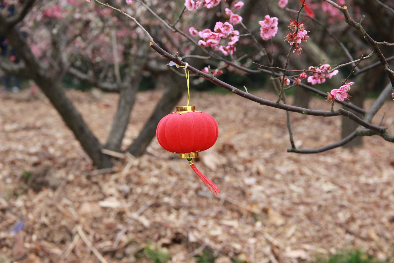 lantern plum blossom chinese elements free photo