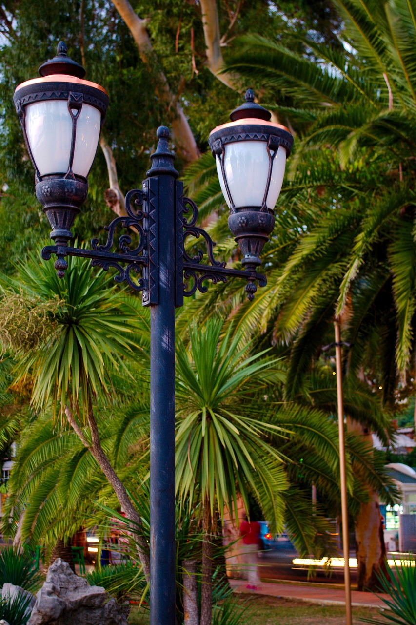 lantern palm trees landscape free photo