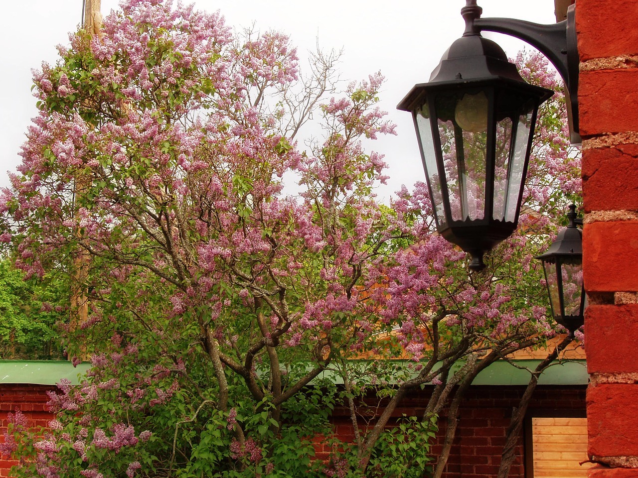 lantern lilac spring free photo