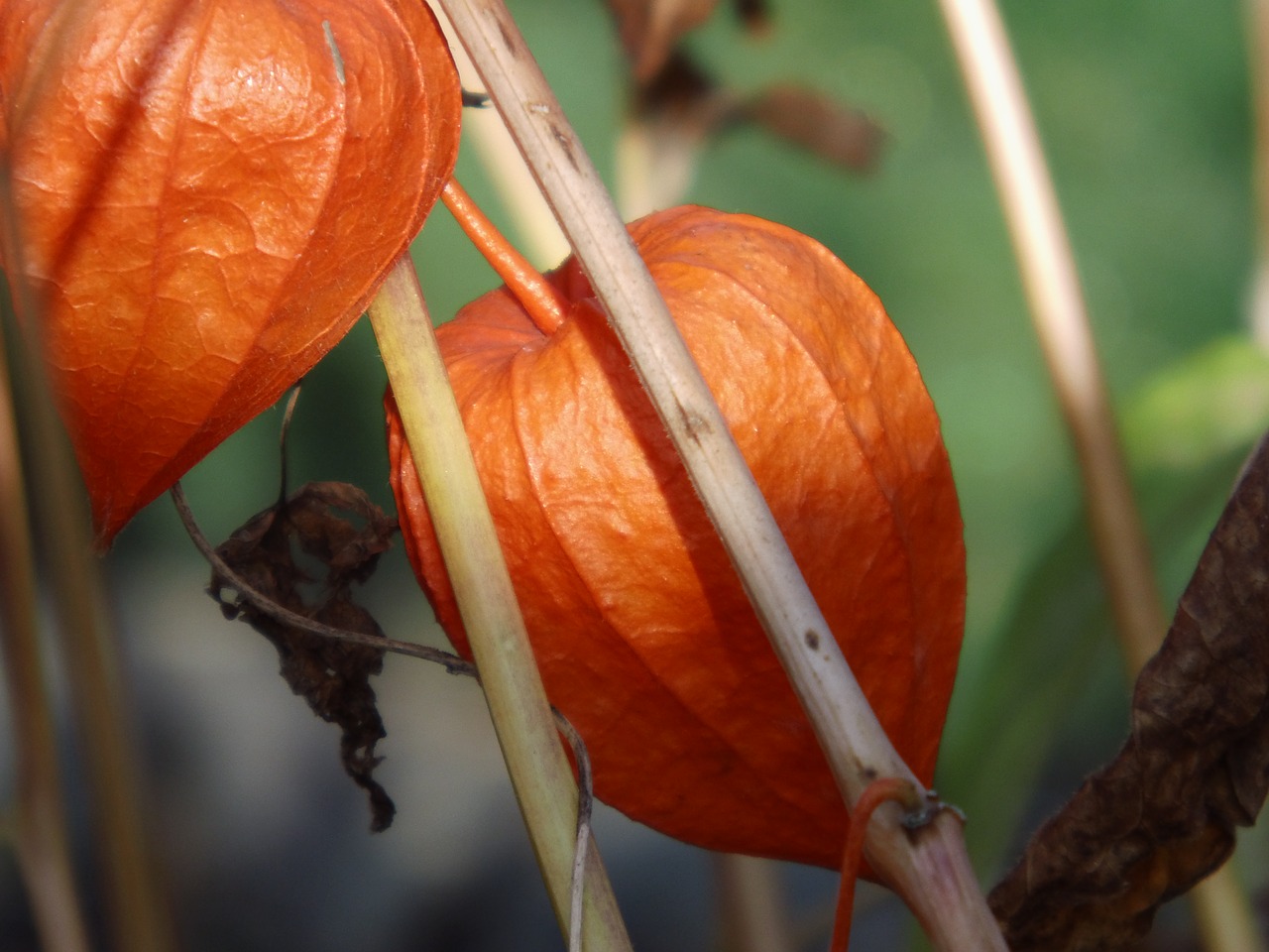 lantern flower nature orange free photo