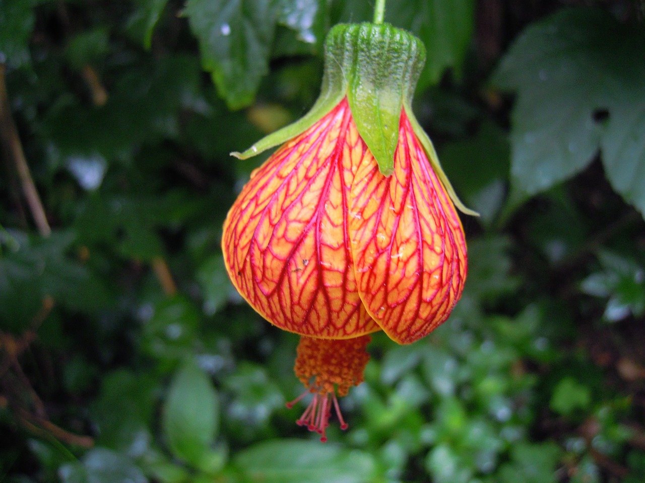 lantern hibiscus lantern flower spring free photo