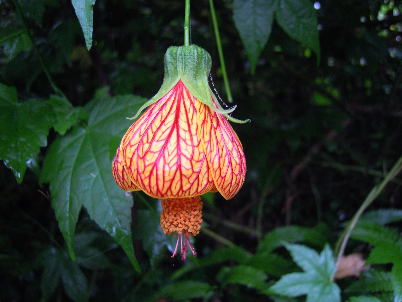 lantern hibiscus lantern flower spring free photo