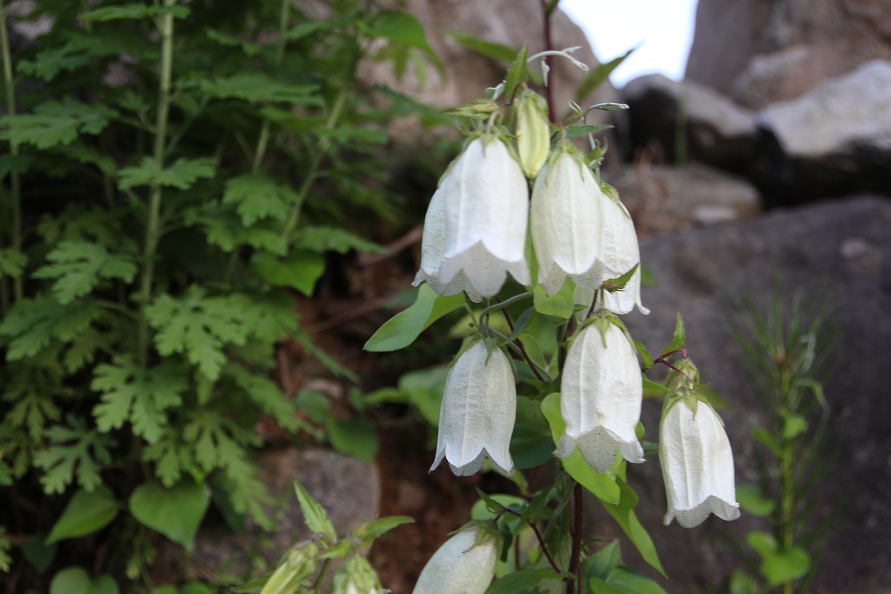 lanterns  flowers  plants free photo