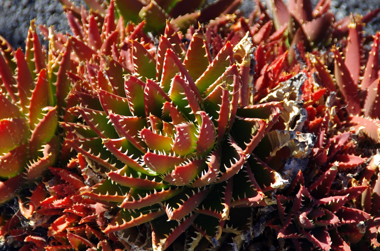 lanzarote succulent red free photo