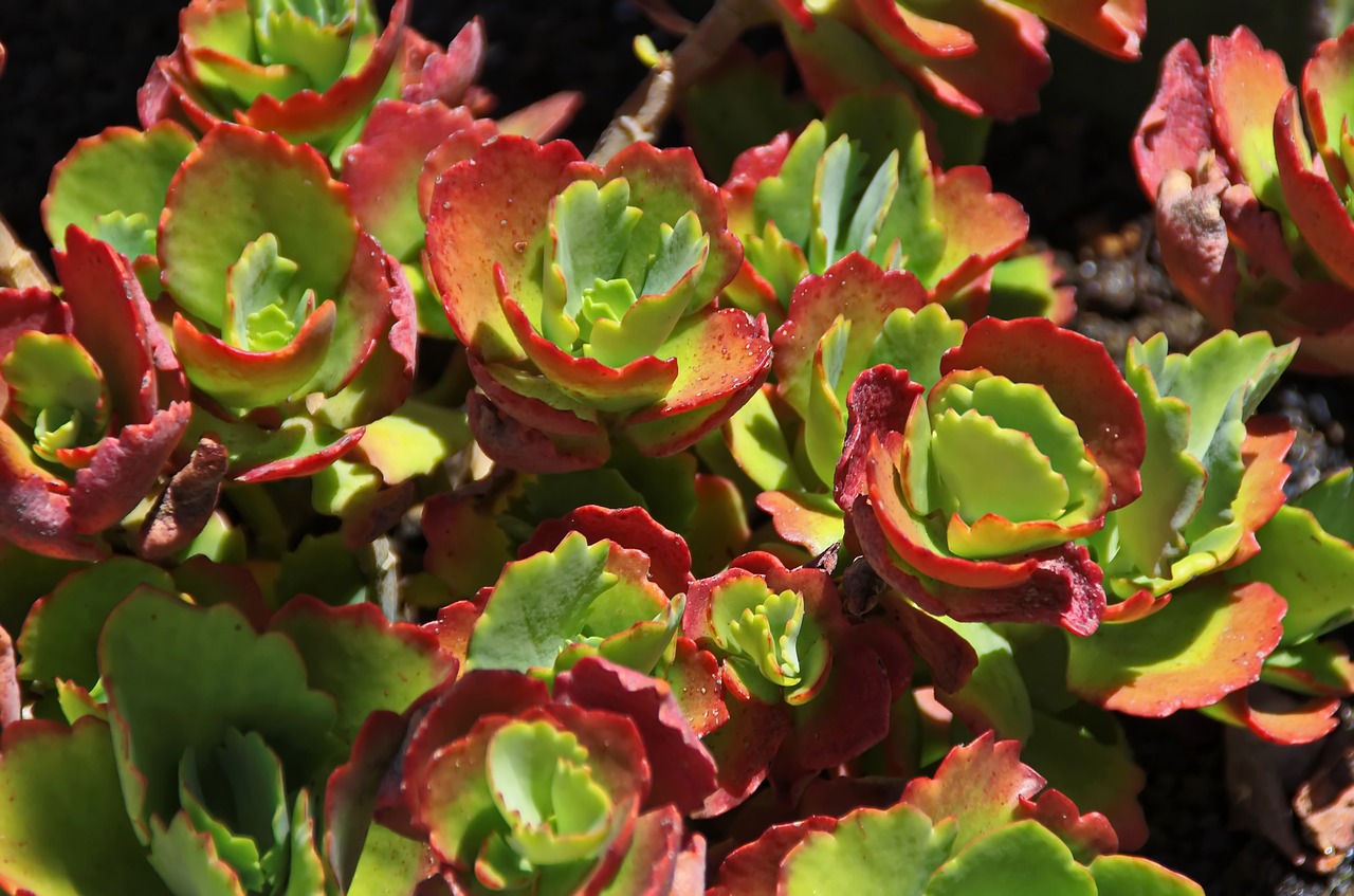 lanzarote succulent persistent free photo