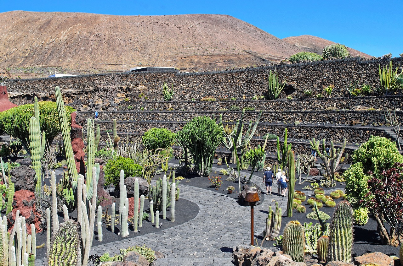 lanzarote cactus garden volcano free photo
