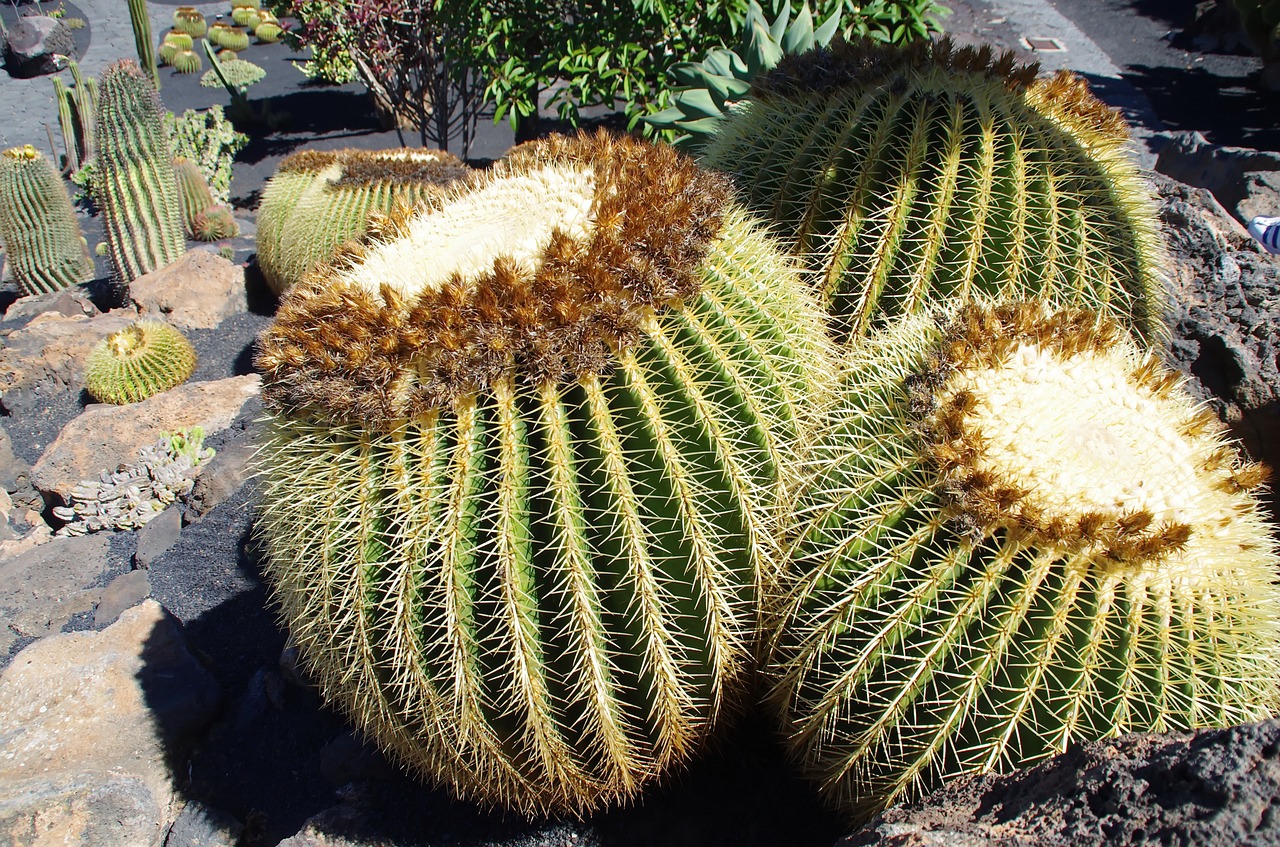 lanzarote cactus garden stepmother cushion free photo