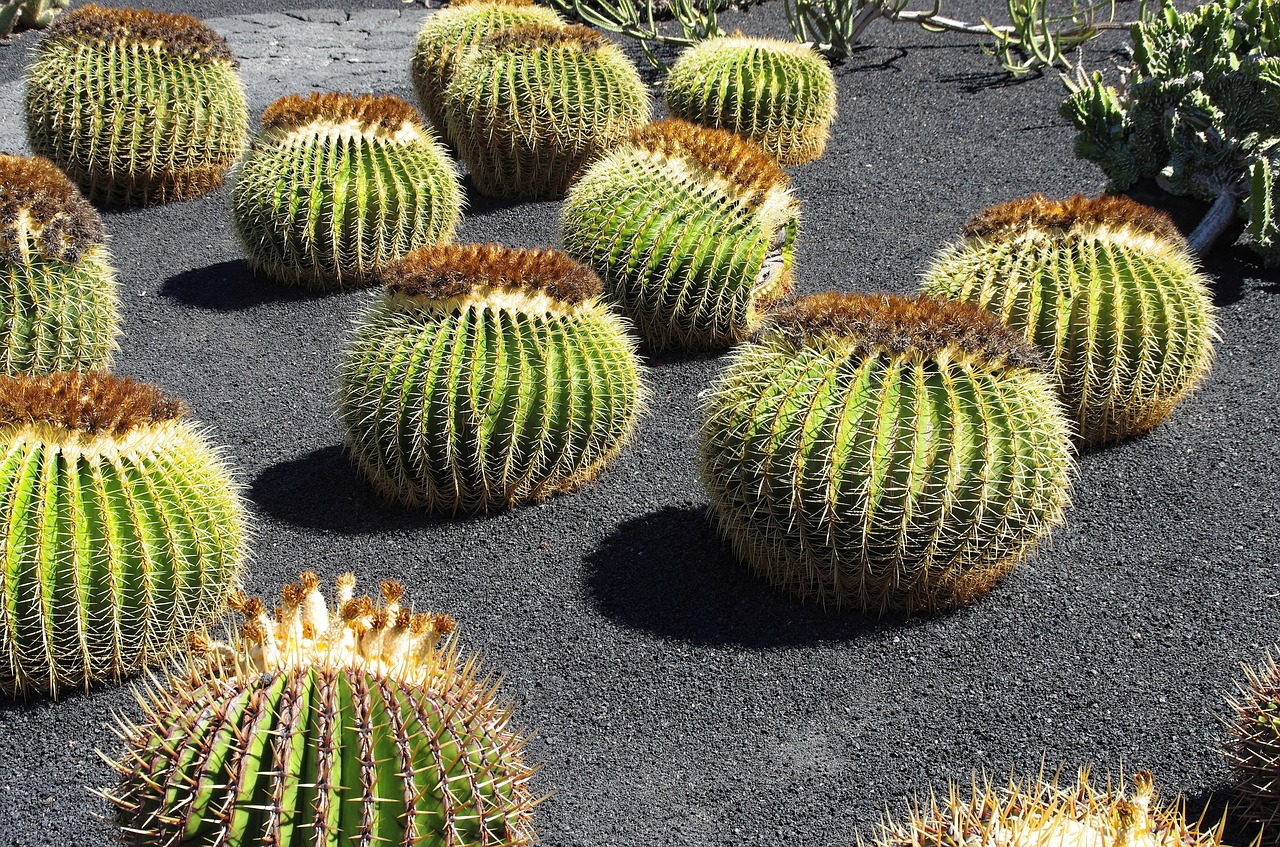 lanzarote cactus garden stepmother cushions free photo