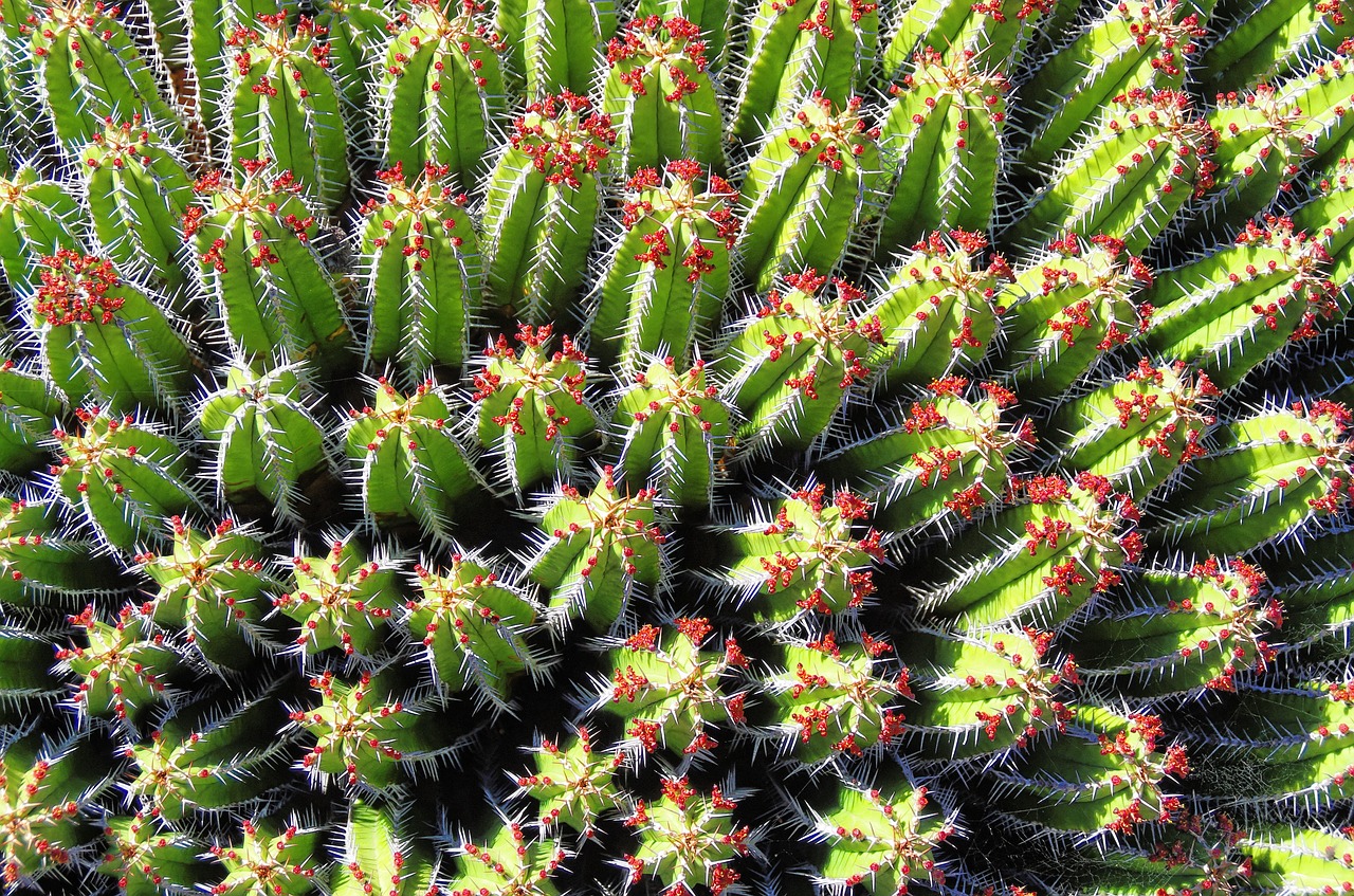 lanzarote cactus garden spice free photo