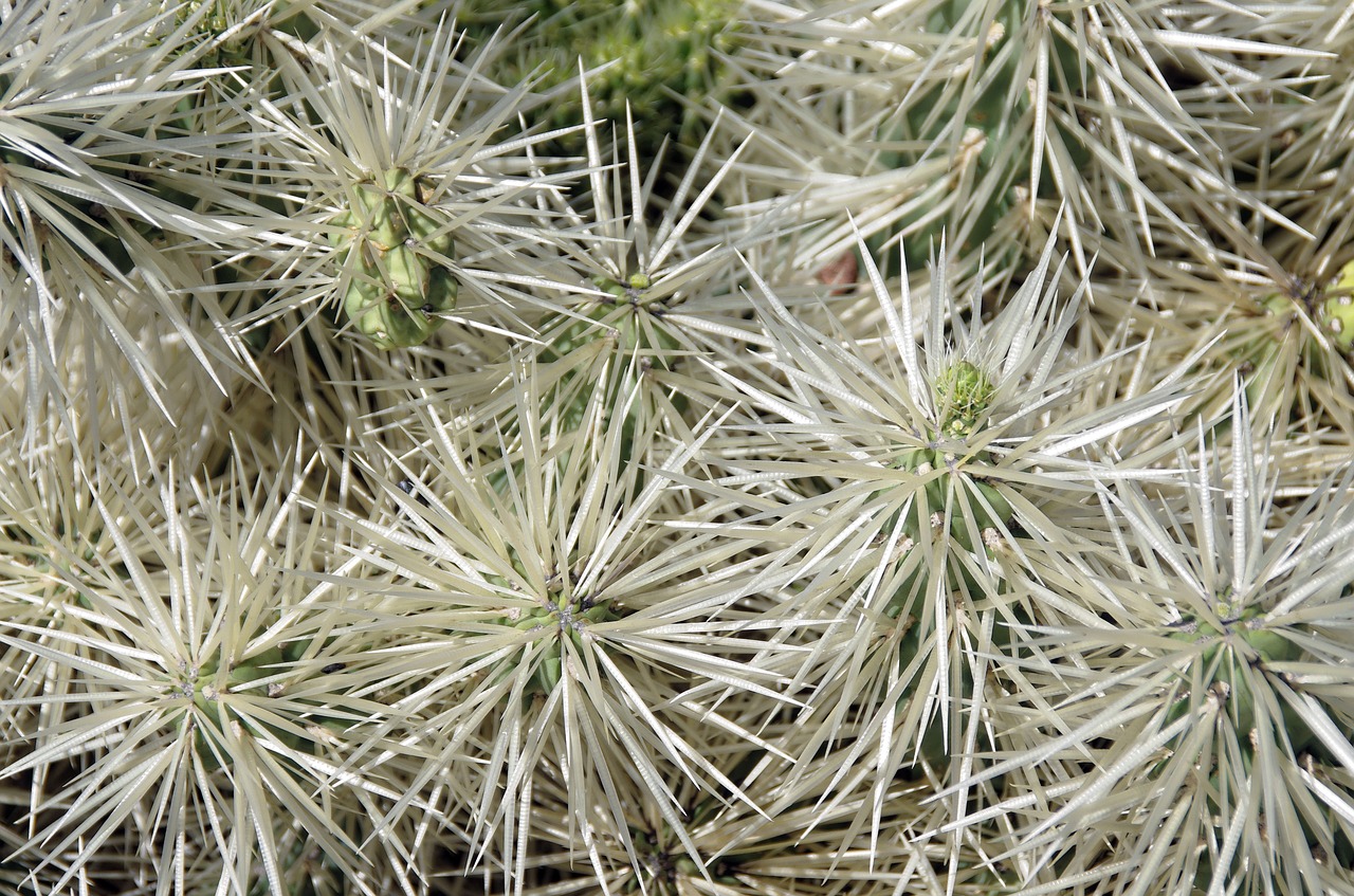 lanzarote cactus thorns free photo