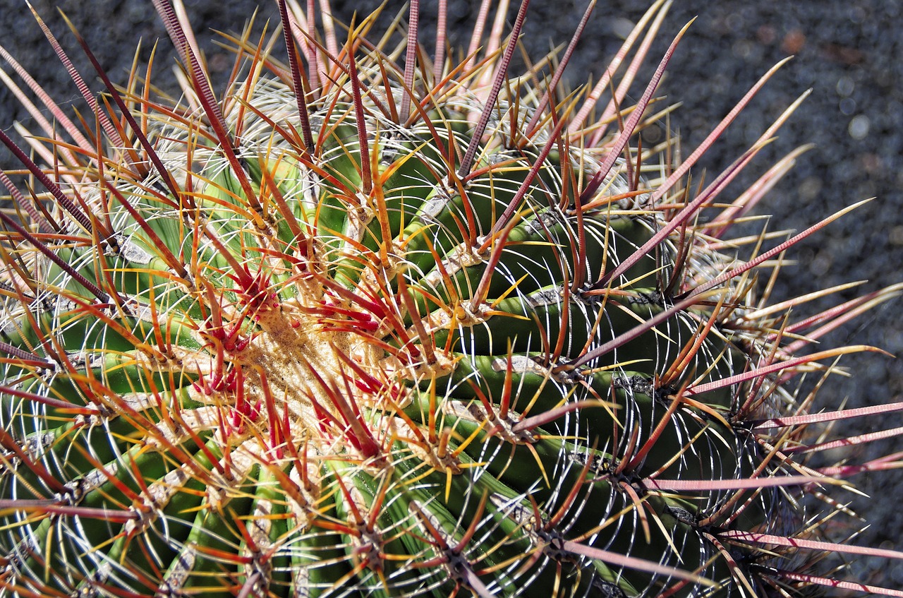 lanzarote cactus thorns free photo