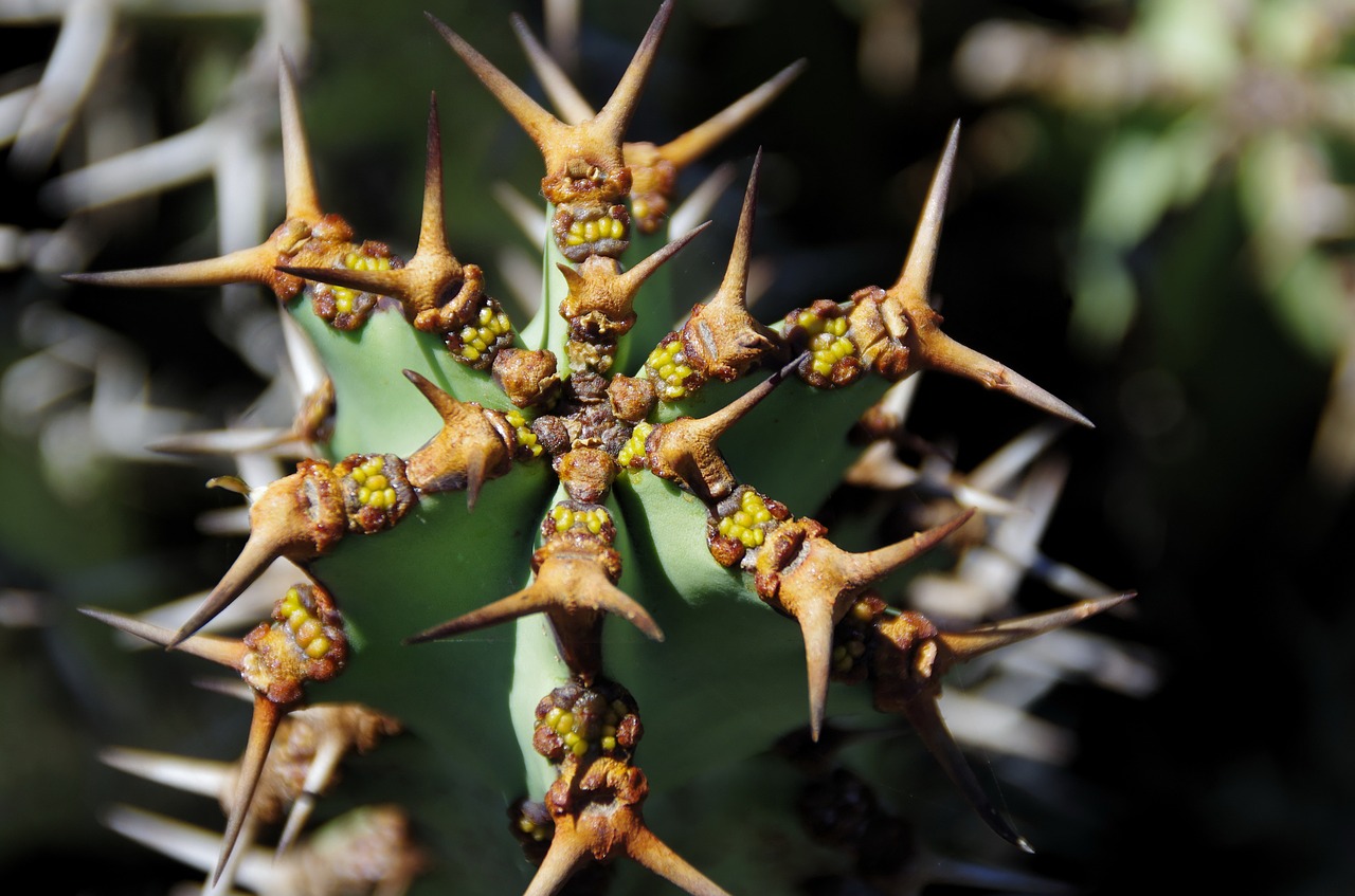 lanzarote cactus thorns free photo
