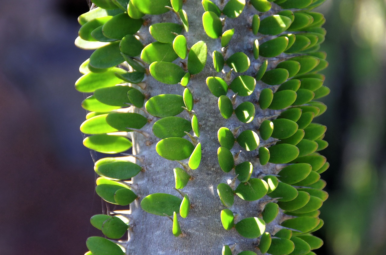 lanzarote cactus thorns free photo