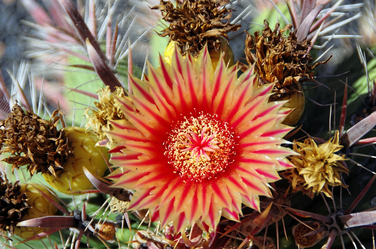 lanzarote cactus flower free photo