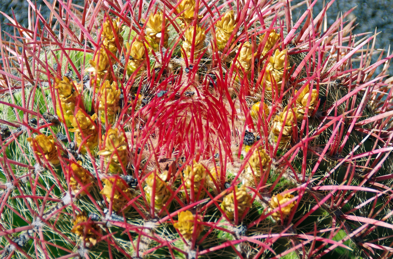 lanzarote cactus flower free photo