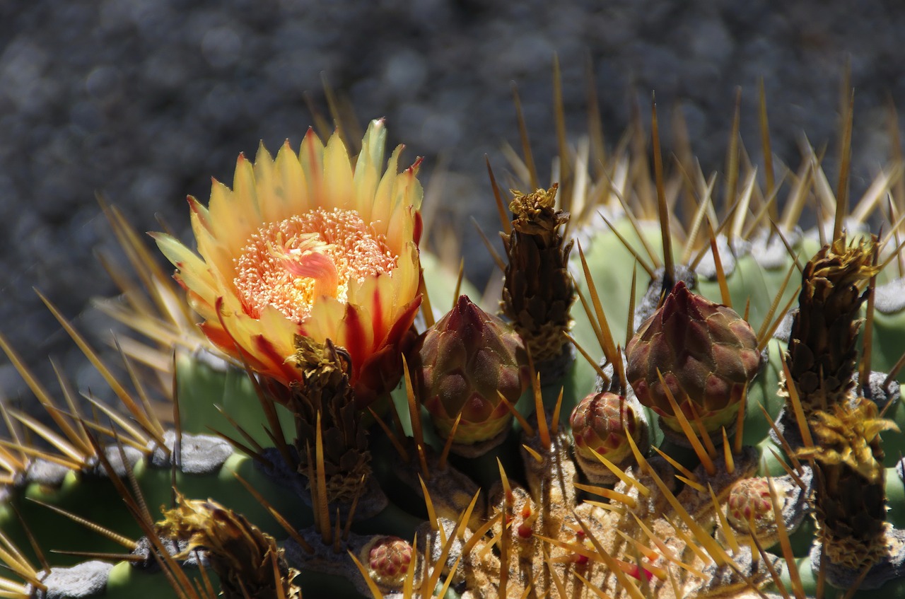 lanzarote cactus flower free photo