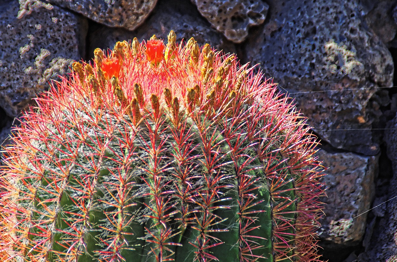 lanzarote cactus flower free photo