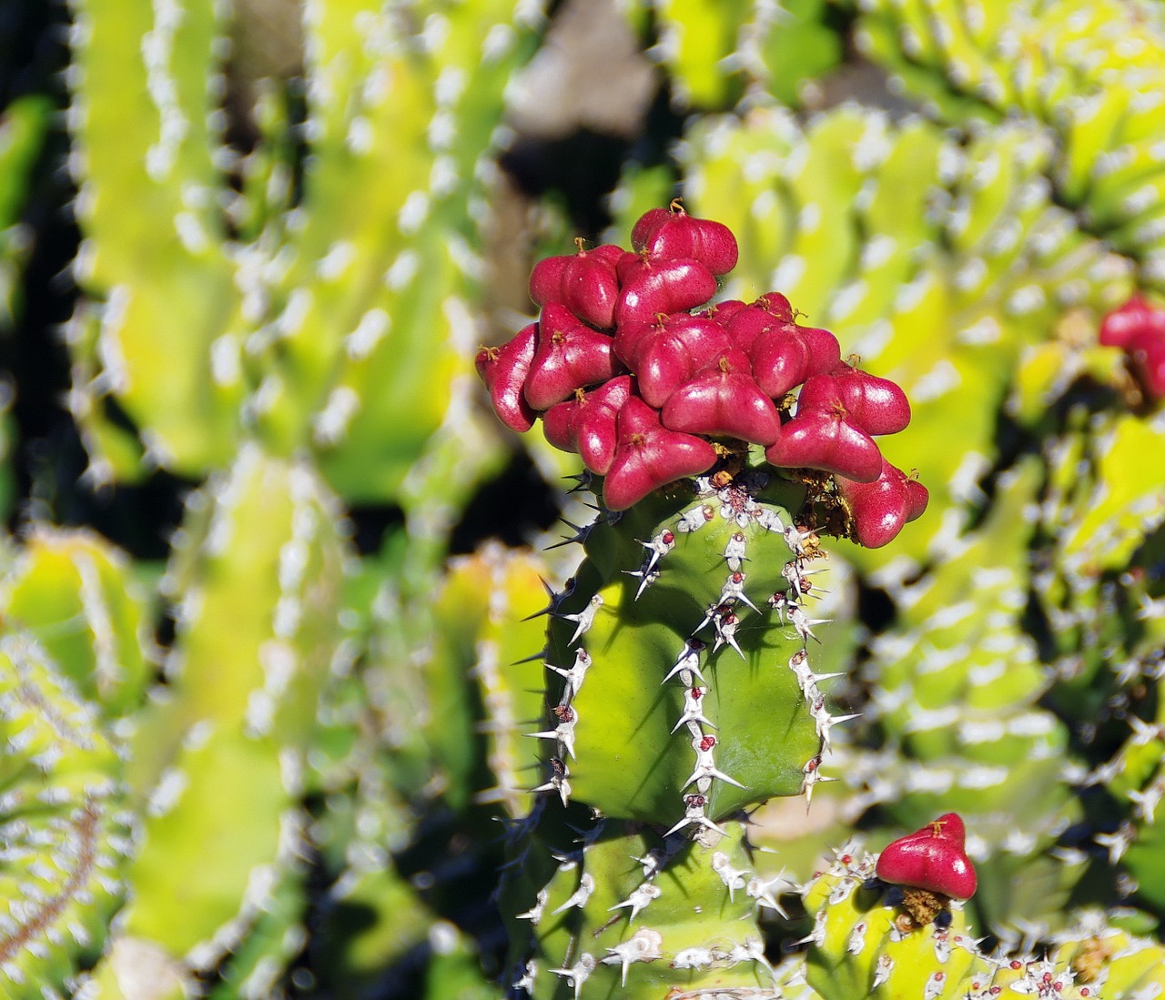 lanzarote cactus fruit free photo