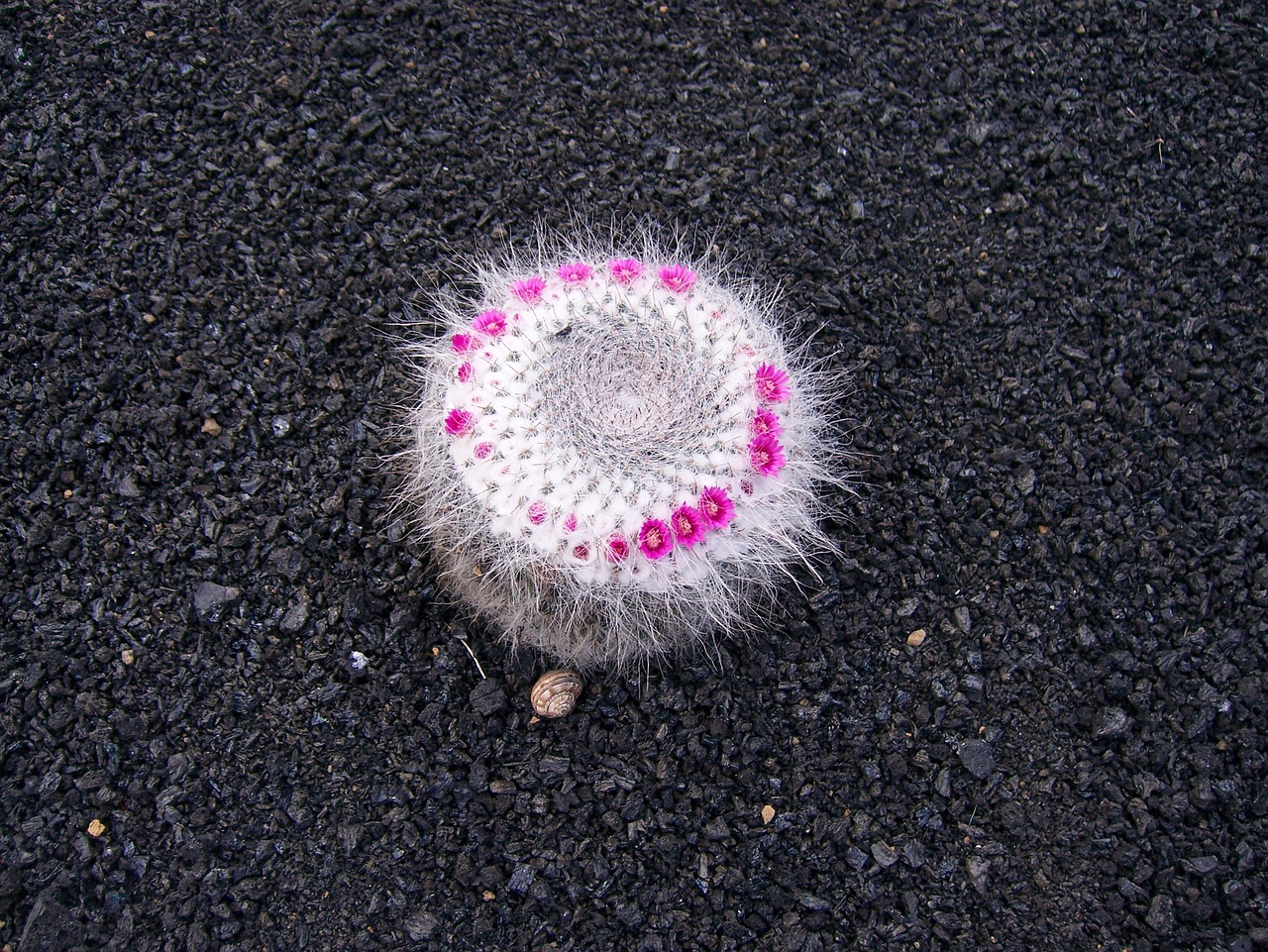 lanzarote cactus blossom free photo