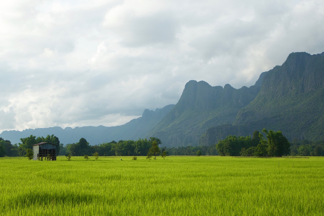 laos rice paddies green free photo