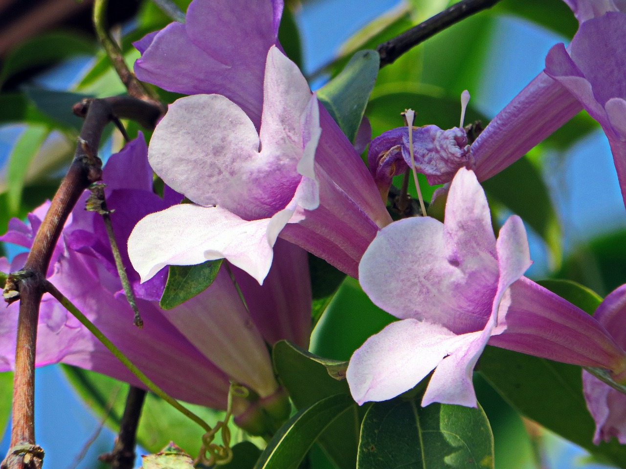 laos flower purple flower free photo