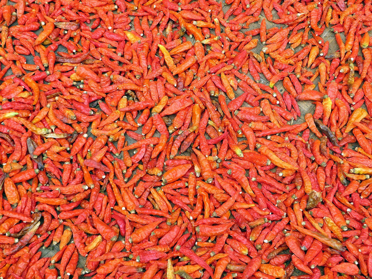 laos chili pepper red pepper free photo