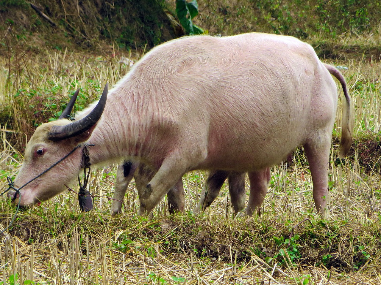 laos white buffalo buffalo free photo