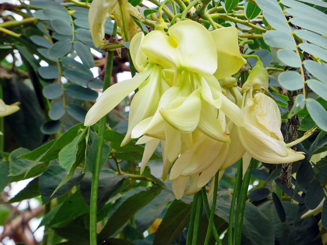 laos mimosa yellow flower free photo