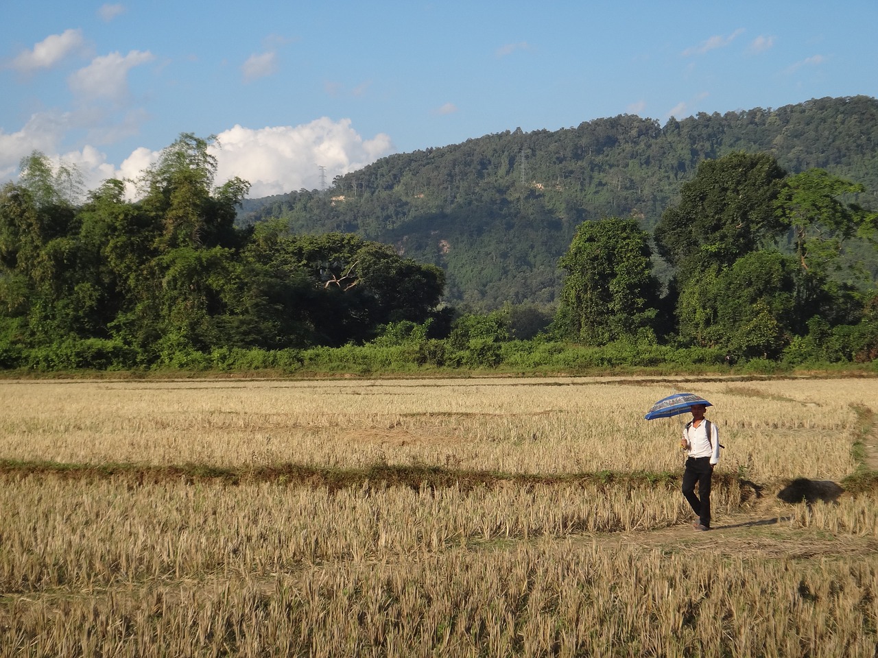 laos field walk free photo
