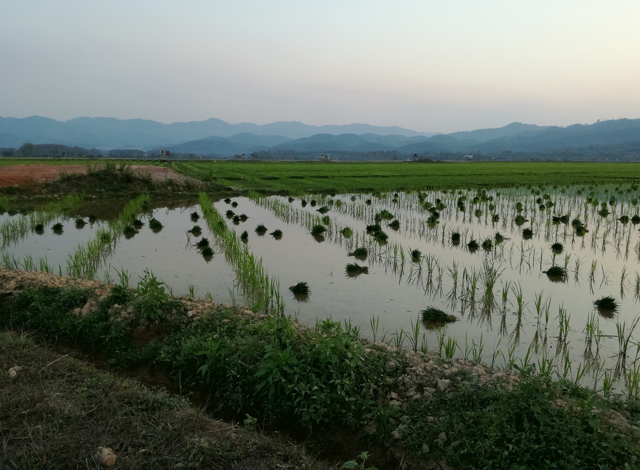 laos rice agriculture free photo