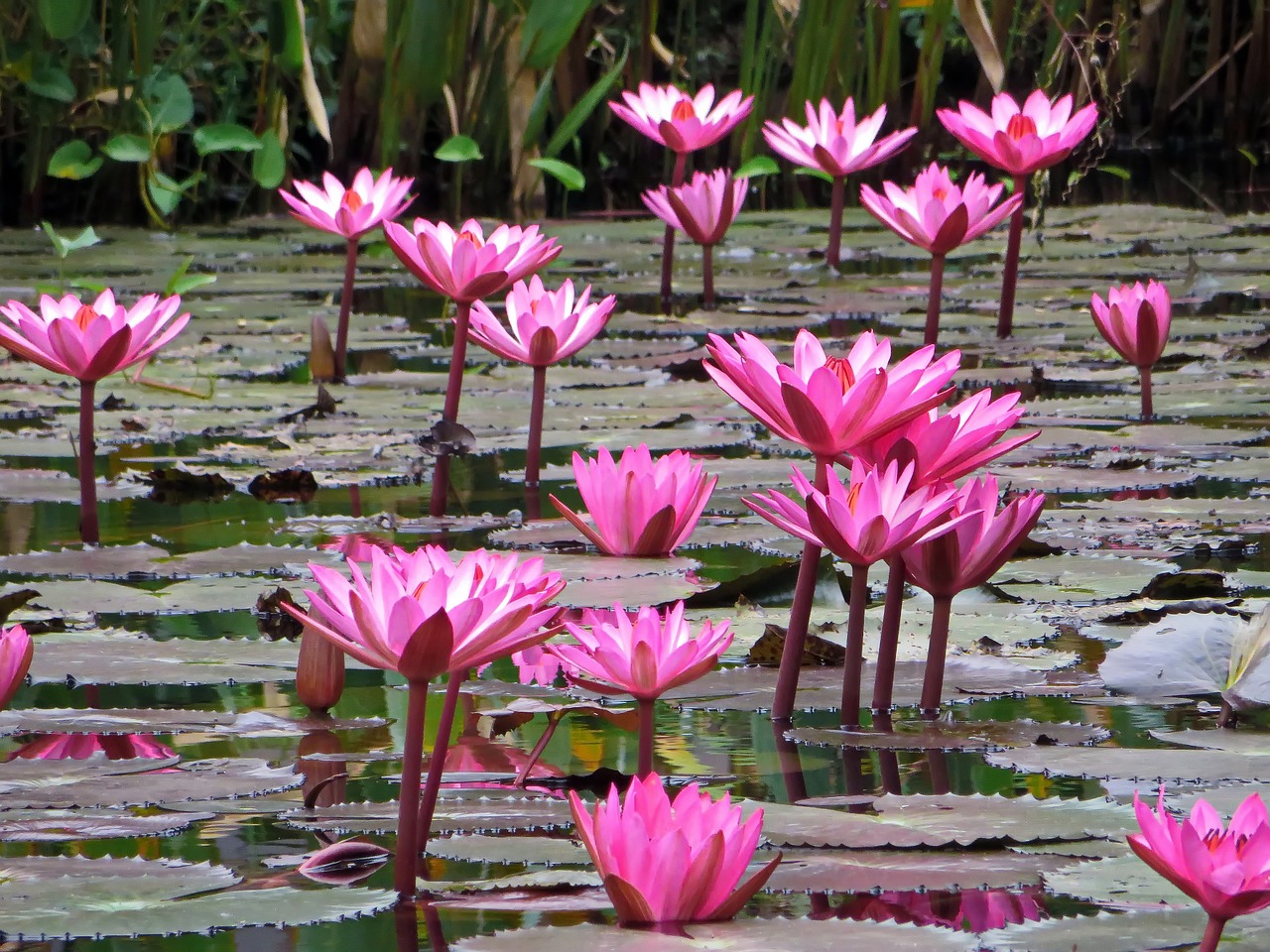 laos lotus pink free photo