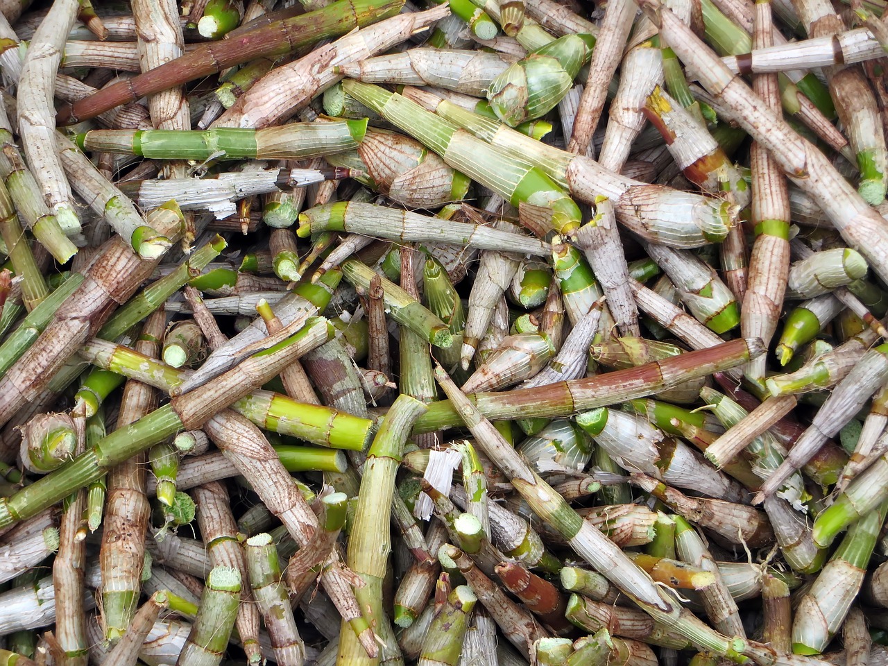 laos market bamboo shoots free photo